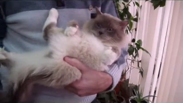 Прием в клубе кошек PCA 10.01.2016г