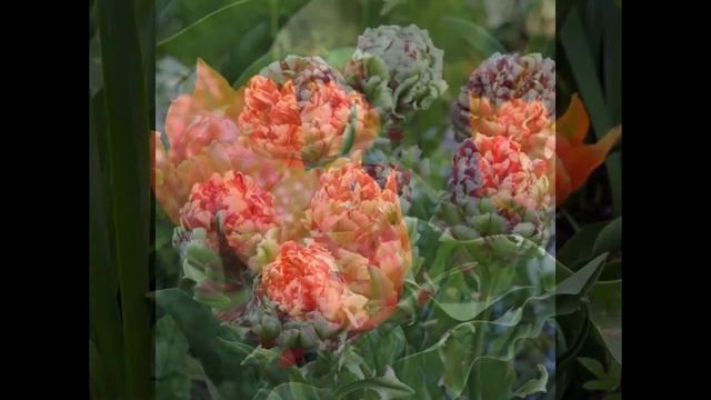 Хорошее настроение...Tulips Terry часть_3