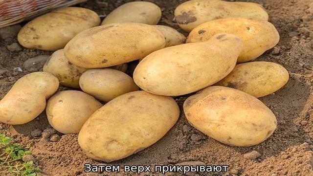 Хранение картофеля