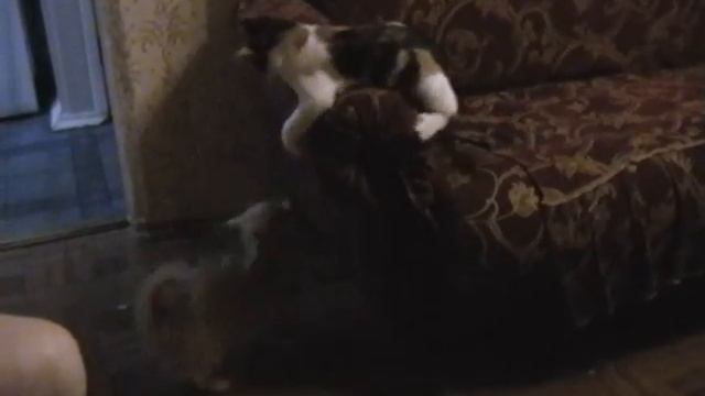 Забавные животные