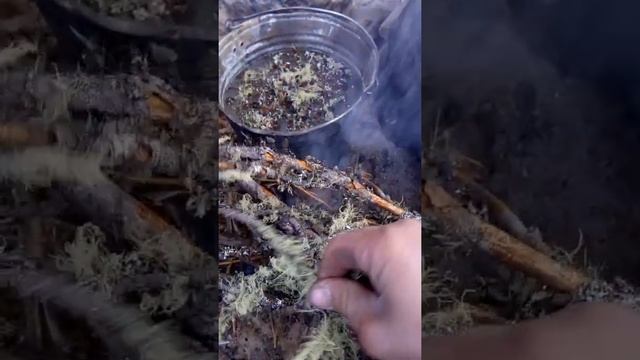 Лечебный отвар из лишайников и кедра