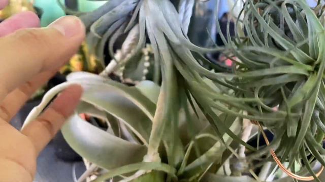 How I Care For My Tillandsia/ Airplants
