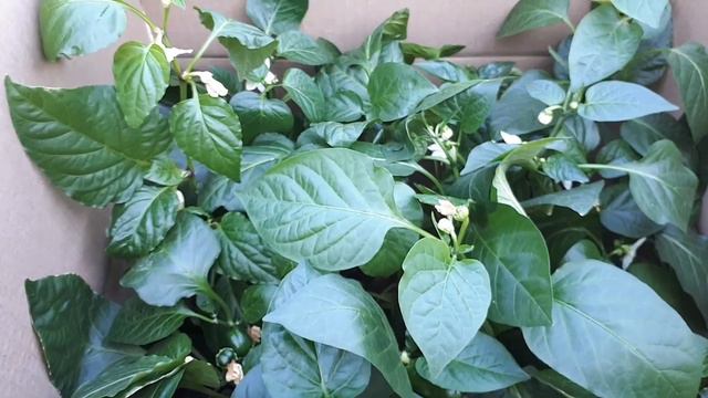 Перцы, выезжаем на дачу.