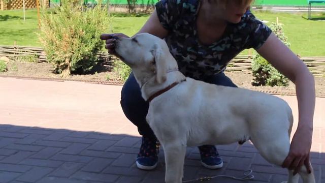 Палевые лабрадор МАЛЬЧИК КОРИЧНЕВЫЙ ОШЕЙНИК.В ПРОДАЖЕ