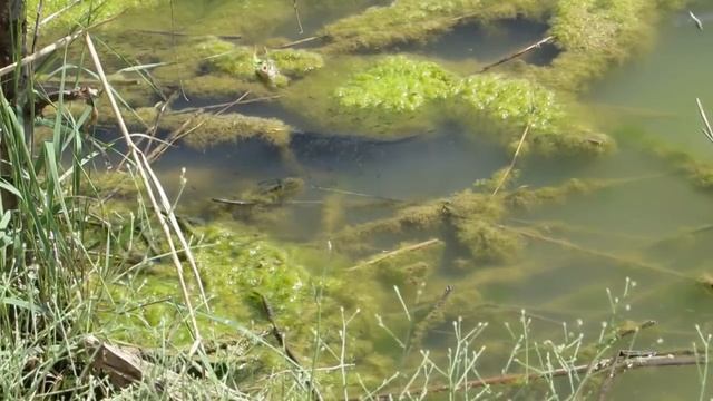Змееголов атакует, защищая своих мальков