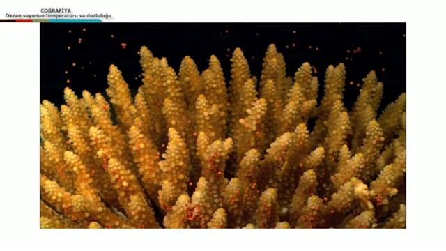 Coğrafiya - Okean Suyunun Temperaturu, Duzluluğu Və şəffaflığı