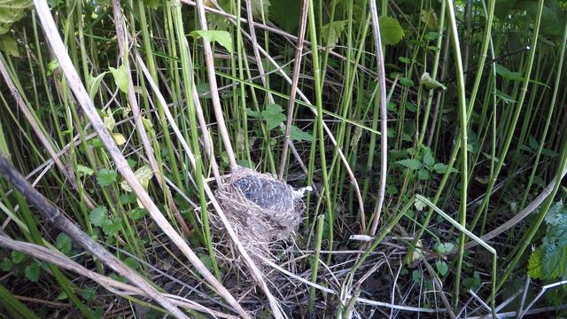 Кукушонок в гнезде 170621 3 болотной камышовки 23 июня 2 GP5 при съемке 13