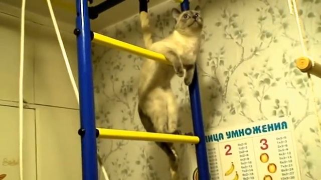 Буся - кошка-акробатка