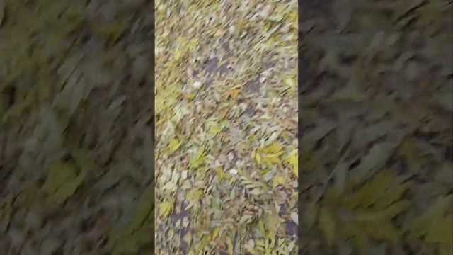 Школьные приключения на уроке физры