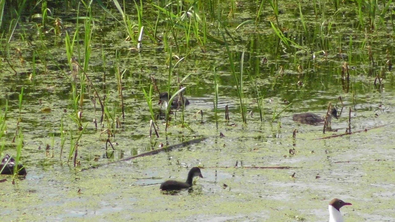 Звенигово. Утята дикой утки