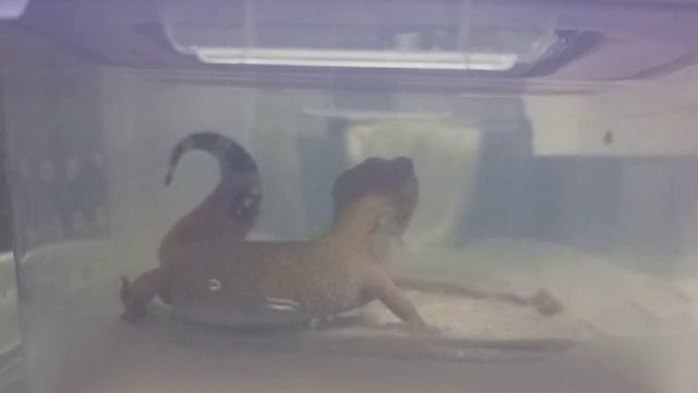 Мои эублефары кушают. Фотогеничность Горошка зашкаливает...