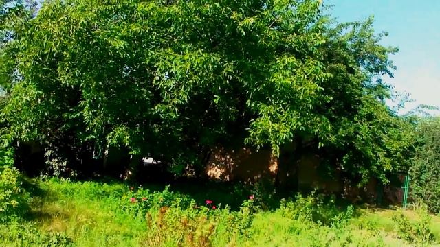 СЕМЕНА ТАБАКА НОВОЙ ПОЧТОЙ УКРАИНЫ...!!!