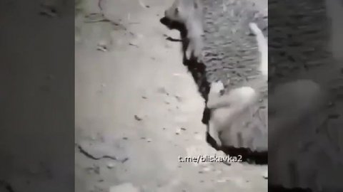 Трахаются ежики