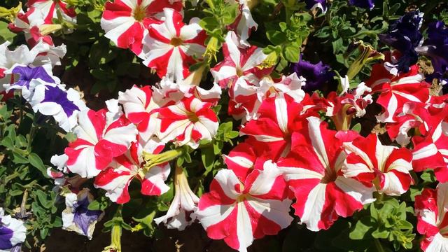 Petunia  Flowers Are Blooming In My Garden,how To
