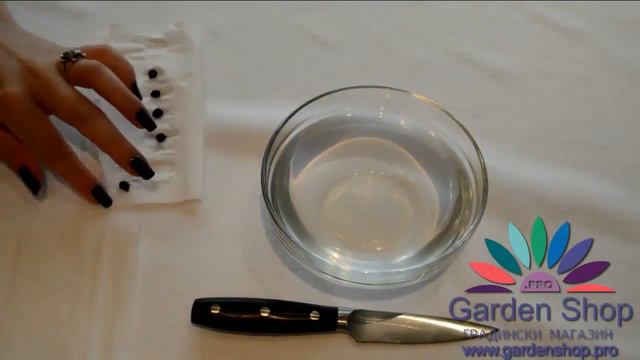 Come Piantare La Strelizia Reginae Dai Semi