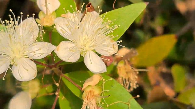 הדס מצוי עם פרחים ופירות גדל בר آس Myrtle With Flowers And Fruits
