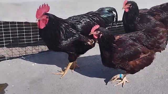 7 мая 2023 г.Род Айленд Германия тухум ва жужас сотилади