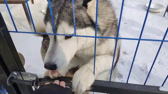 ХАСКИ в морозы 🐕🐕🐕☺️❄️❄️❄️