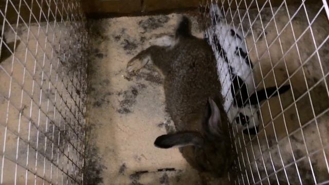 Крольчихи не приходят в охоту, что делать?