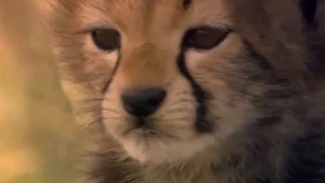 Самоотверженные животные- Гепарды