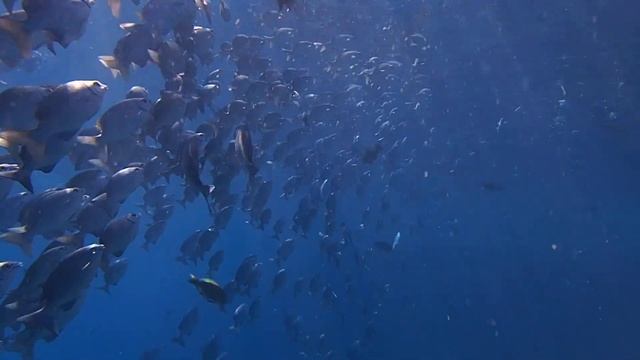 Olympus Tough TG-3 Underwater Video: Similan Island