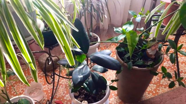 Весенние цветы.