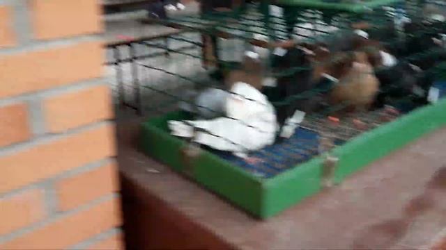 754521de3d14b4c23b4b78891b719640