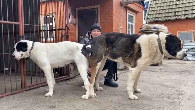 30.12.22 г. Вязка БАКС -  РАКША. ✋️👌