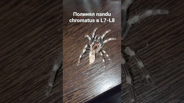 Полинял паук птицеед