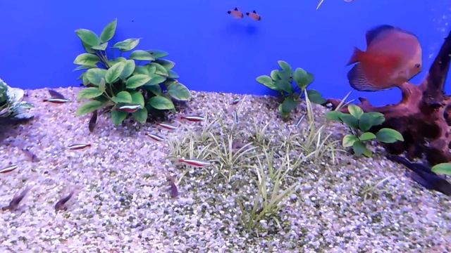 Дискусятнику и Фитофильтру год.