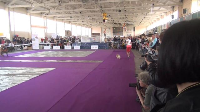 Юки Вайнона САСIB 21.04.2013 Бэст 5 группы Xoloitzcuintli, Xoloitzcuintle, Xoloitzquintle,ксоло