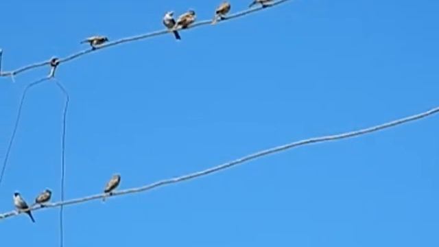 Nikon Aw120 Video Sample At 640x480 120fps With 5x Zoom Slow Mo Video
