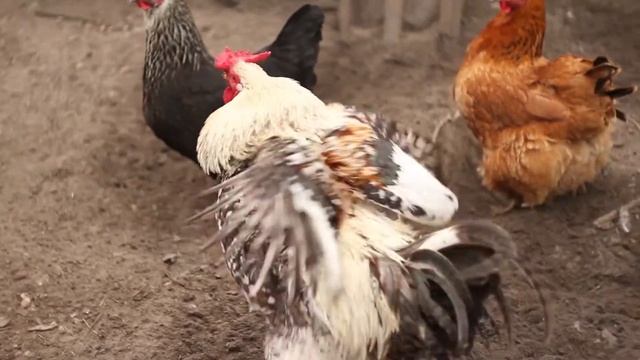 Пример сьемки видео на Гелиос 77м 4 + Canon 7D