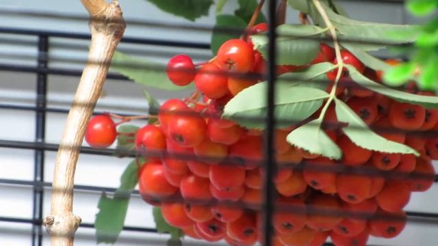 белоглазки буробокие и рябина!