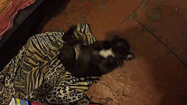 Няшный француз играющий во сне, или спасайся кто может