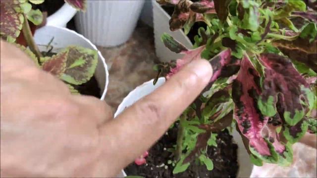 NEW MAYANA VARIETIES FROM COLEUS PLANT MUTATIONS IN THE PHILIPPINES