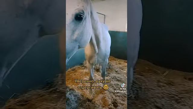 Даём лошади угощение правильно 👋
