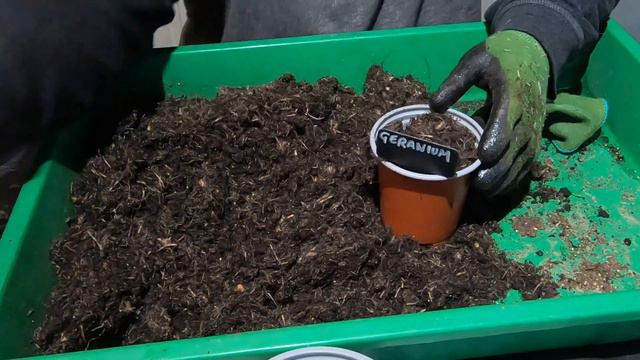 #166 Starting Bare Root Geraniums