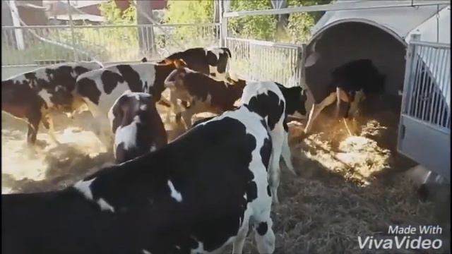 привоз телят в иглу