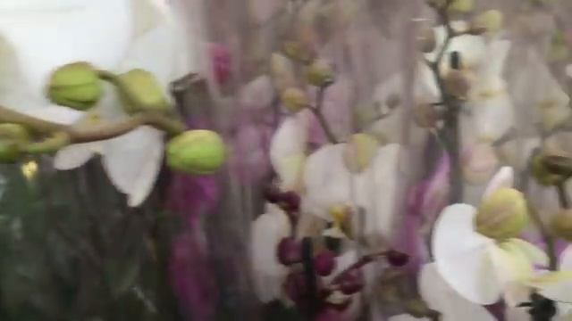 Обзор орхидей в Оби 15 января 2020 г.  Фронтеры, Майя....  Есть уценка)