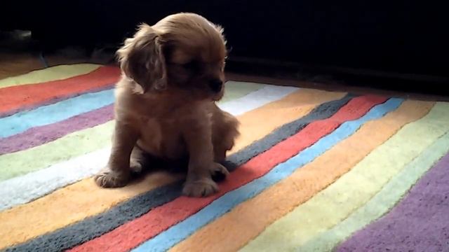 Litter '' M '' , Evidence Love My Sunshine , Kennel Evidence Love