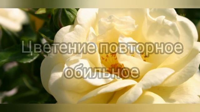 Розы ADR  Часть 2