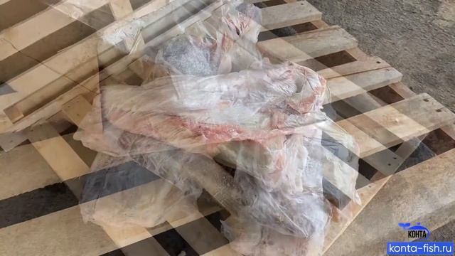 Зубатка пестрая, потрошеная, без головы, мороженная. 1 сорт. Вес нетто 30кг, 3 пласта по 10кг