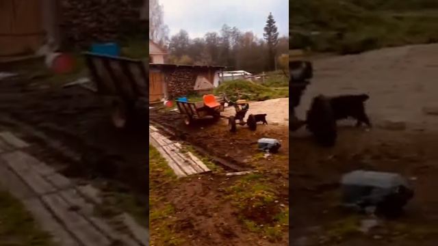 Щенки аусси 3