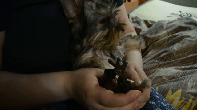 Подстригаем Чуи когти..истерика