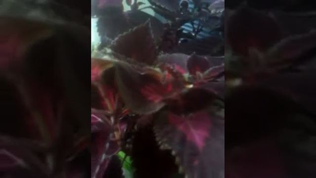 Обзор моих цветов.