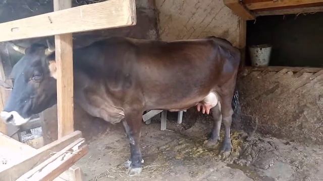 Алатоо.Алатауская корова!Номер коровы серьга! значение ( описании)