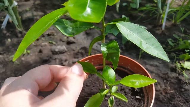 Стройка Вдохновения