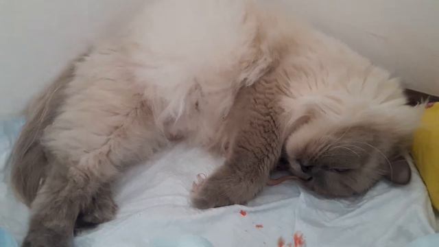 кошка    рожоет