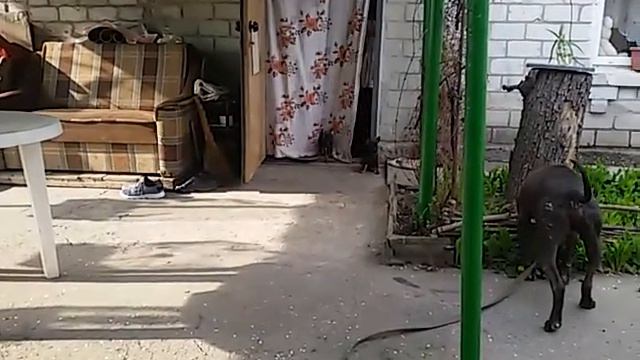 Санчес и карлики.